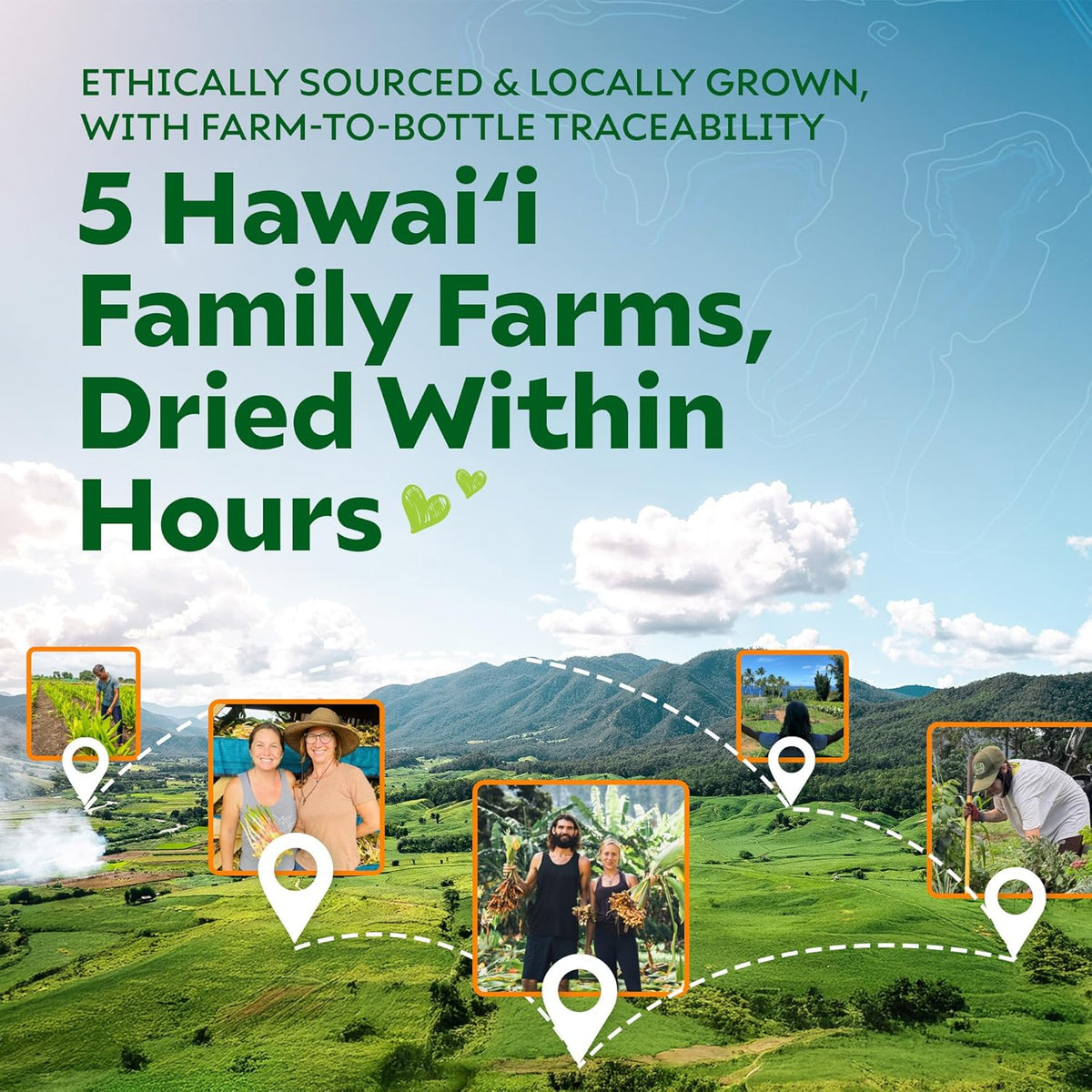 Hawaiʻi turmeric field