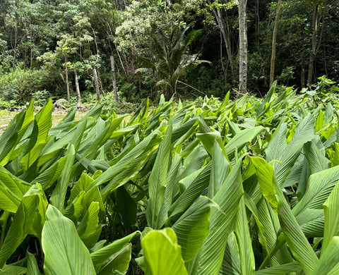 turmeric plants