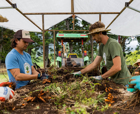 farmers with turmeric