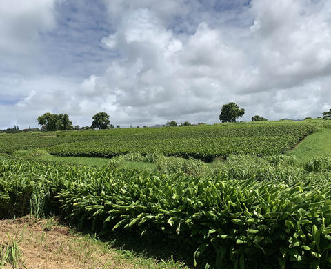 turmeric farm