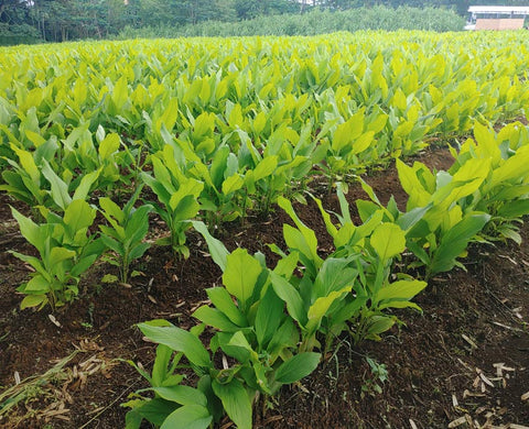 rows of turmeric plants